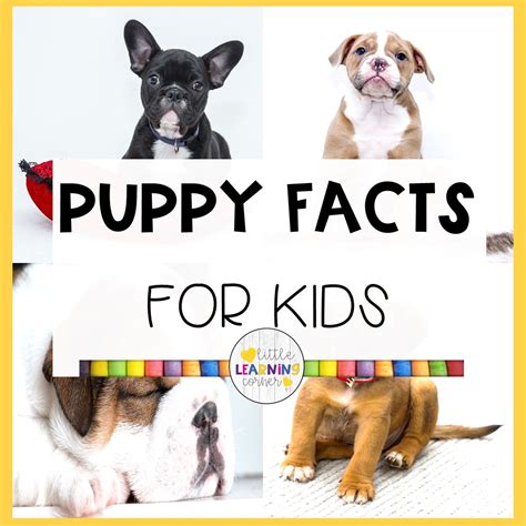 25 Fun Puppy Facts For Kids Little Learning Corner