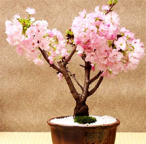 I would to know how long it takes to grow up to be mature. 32 Cherry Blossom Tree Bonsai Pictures - Bonsai Gallery ...