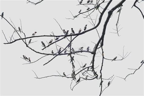 Group Of Birds Land On Dry Branch Stock Image Image Of Resting Film