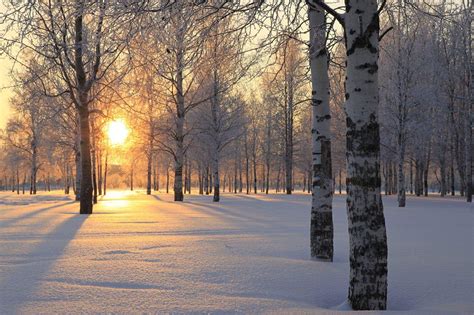 Pin By Allan Gillard On Scenery Winter Landscape White Birch Trees