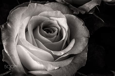 #Monochrome #Rose | Rose, Monochrome, Flower art