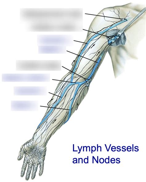 Lymph Vessels And Nodes Of The Arm Diagram Quizlet
