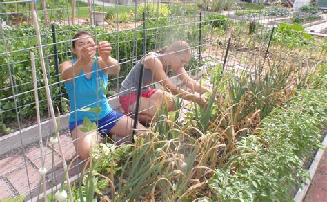 Sep 22, 2020 · pole beans need some type of support on which to grow. Helpless Female Builds the Impromptu Skinny Arched Trellis ...
