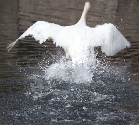 White Swan Flies In The Lake Stock Image Colourbox