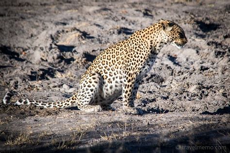 Tierreiche Safari Auf Pirsch In Botswanas Linyanti Gebiet