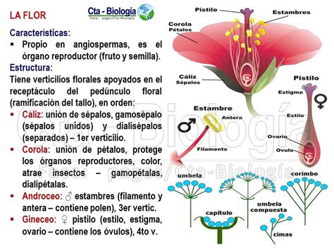 Biología Didáctica Ingeniería Sm Ii 14 Reino Plantae