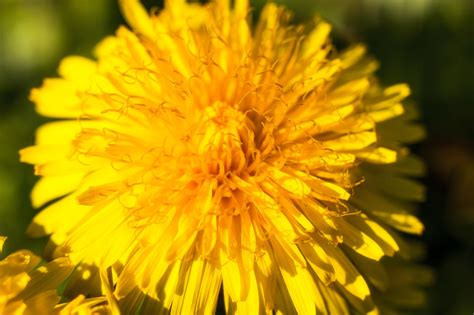 Yellow Sunflower In August Photo 8048 Motosha Free Stock Photos