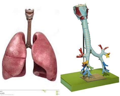 Respiratory Lungs Diagram Quizlet