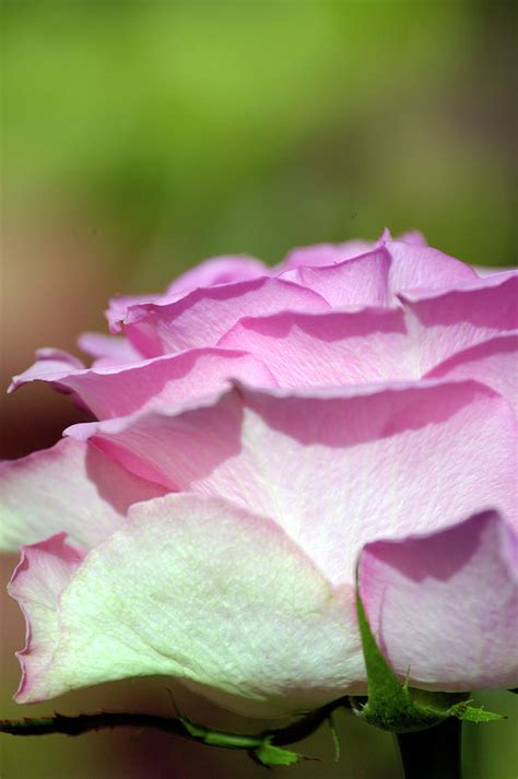 Pink English Rose Petals Close Up Dorset England Photograph By Loren