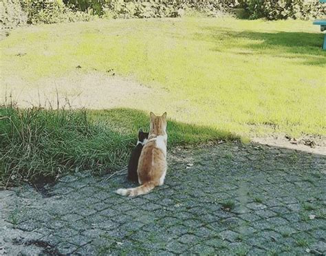 Cat Befriends Stray Kitten From Yard And Brings Him Into His Home