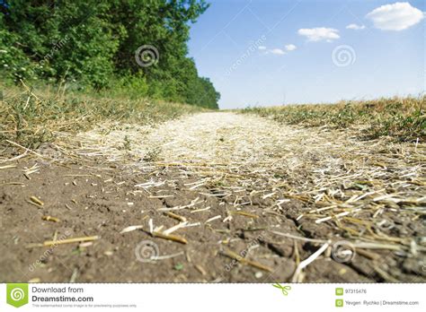 Dry Straw On The Ground Under The Blue Sky Stock Photo Image Of