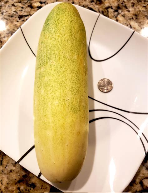 Tina Howell On Twitter One Of The Biggest Cucumbers I Ve Ever Seen