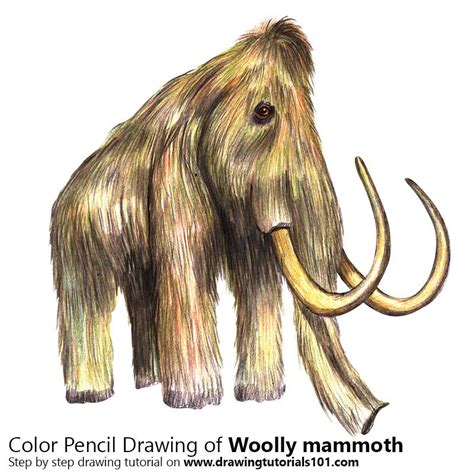 Woolly Mammoth With Color Pencils Time Lapse Wooly Mammoth Color