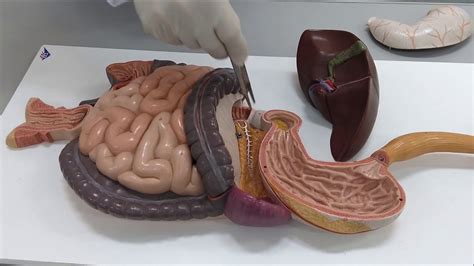 Anatomia do sistema Digestório YouTube