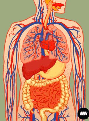 Human body systems functions overview: 10 Major Organ Systems in the Human Body • Bodybuilding Wizard