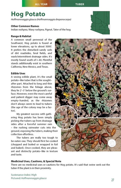 Wild Edible Plants Of Arizona Wide World Maps And More
