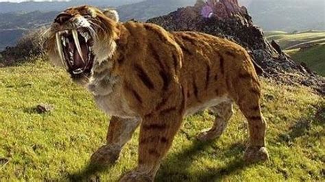 Saber Toothed Tigers Secret Weapon