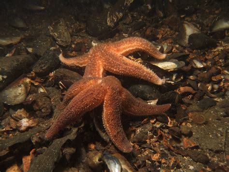 Common Starfish Feeding On Mussels James Lynott Flickr