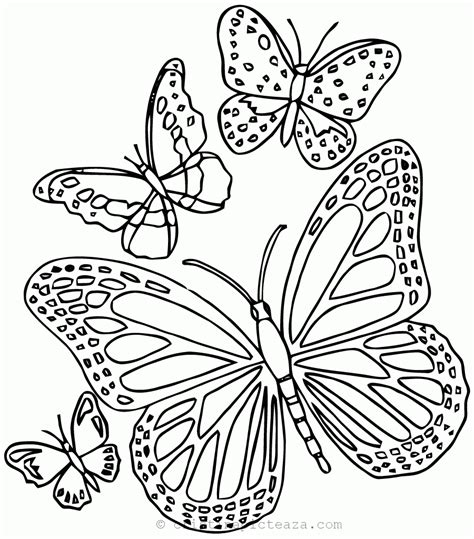 Imagini Fluturi De Colorat Fluture Desen Schi Imagine Gratuit Pe Pixabay Tangkap Monyet