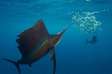 Together We Are Unpredictable Why Sailfish Hunt More Successfully As A