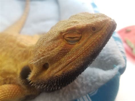 Signs Of A Sick Bearded Dragon Bearded Dragon Owners