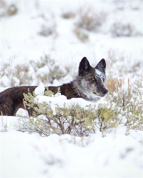 A Guide To Wolf Watching In Yellowstone In Winter Yellowstone Wolves