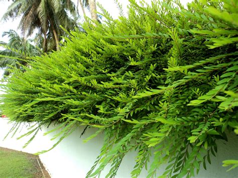 Laman Kambatik Plants List Rd Ed Phyllanthus Myrtifolius