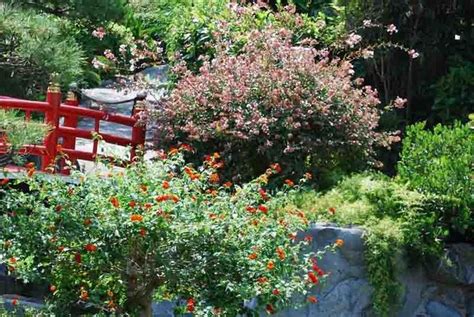 Abelia x grandiflora, commonly known as glossy abelia, sports white flowers tinged with rose that bloom through late summer into fall. Abelia × grandiflora (Glossy Abelia) | Evergreen shrubs ...