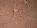 Termite Eating Pictures