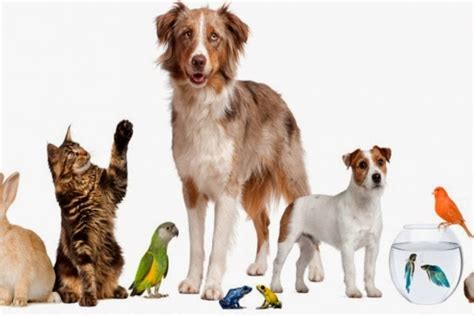 A List Of Organizations Specialized In Animal Adoptions Flag Pets
