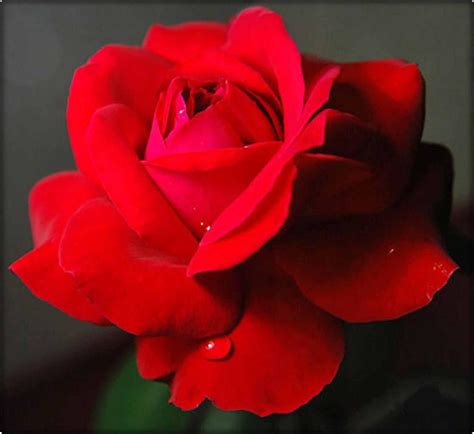 1 photo · créé par monalysa. Belle rose rouge