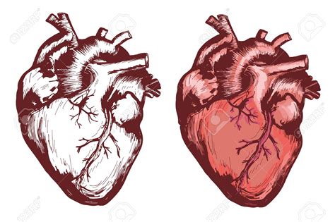 Corazon Real Dibujo Heart Anatomy Corazones Disenos De Unas 8850 The