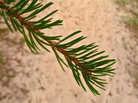 Pine Leaves Free Photo Download Freeimages