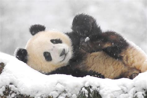 White Wolf Giant Pandas Play In Snow At Chinese Nature Reserve Video