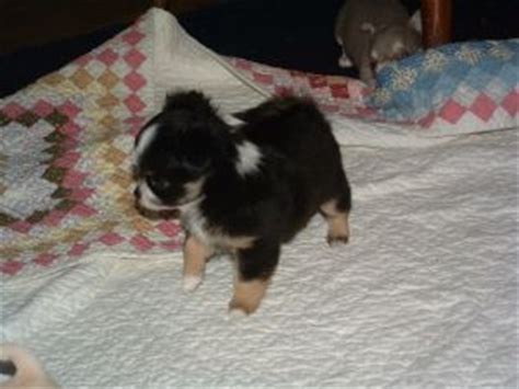 Check spelling or type a new query. Chihuahua Puppies in Ohio