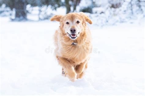An Active Golden Retriever Dog Runs Fast Outside In The Winter Snow