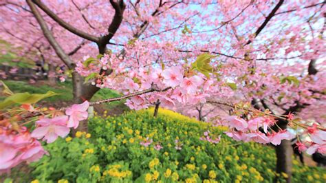 Обои весна, цветущая сакура на рабочий стол 333167