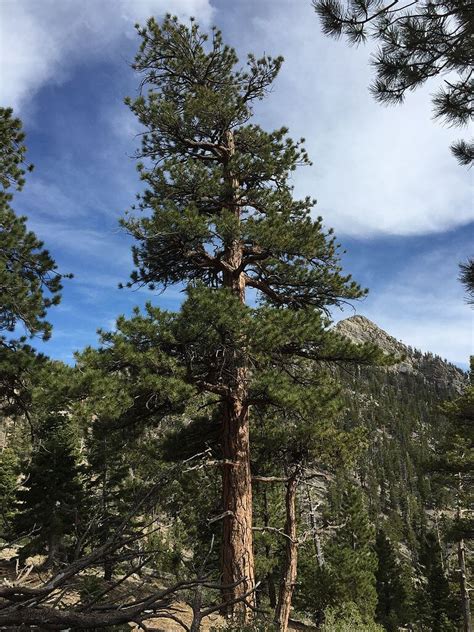 Reflections On The Ponderosa Pine Montanas State Tree Montana