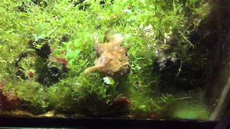 My Frogfish Eating Youtube