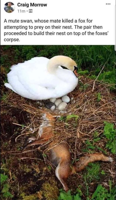 The Best Swans Memes Memedroid