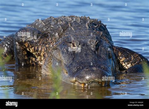 Bull Alligator Hi Res Stock Photography And Images Alamy