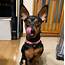 14 Pictures Only Miniature Pinscher Owners Will Think Are Funny  The