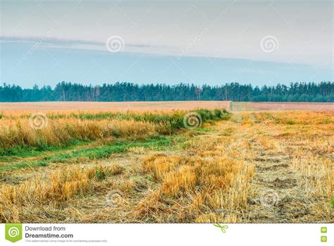 Sunny Morning In Field Stock Image Image Of Light Field 75422309