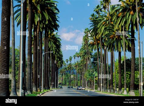 Towering Palm Trees Line An Upscale Residential Street In Beverly Hills