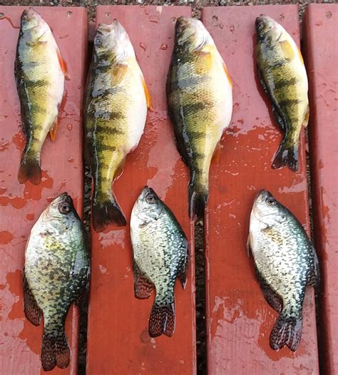 The Macmans Perch Bite Report On Flathead Lake 41118 Montana