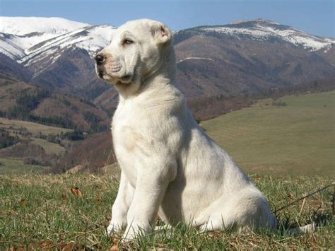 Oft wird gedacht, dass es hunde sind, die extra gezüchtet heute möchte ich einen kleinen clip alabai watchdog und moskau zu zeigen. 39 besten alabai Bilder auf Pinterest | Schäferhunde ...