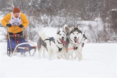 Siberian Husky Dogs Pulling Sleds With Musher In The Snow Field