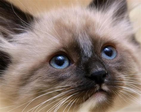 Best 50 Siberian And Balinese Cats Images On Pinterest Fluffy Pets
