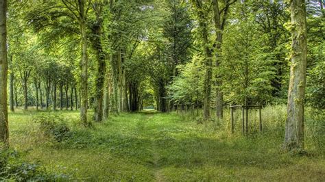 La Nature Arbres Et Forêts Widescreen Fonds Décran Gratuits