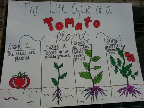 Life Cycle Of Tomato Plant Plant Life Cycle Worksheet Science Life